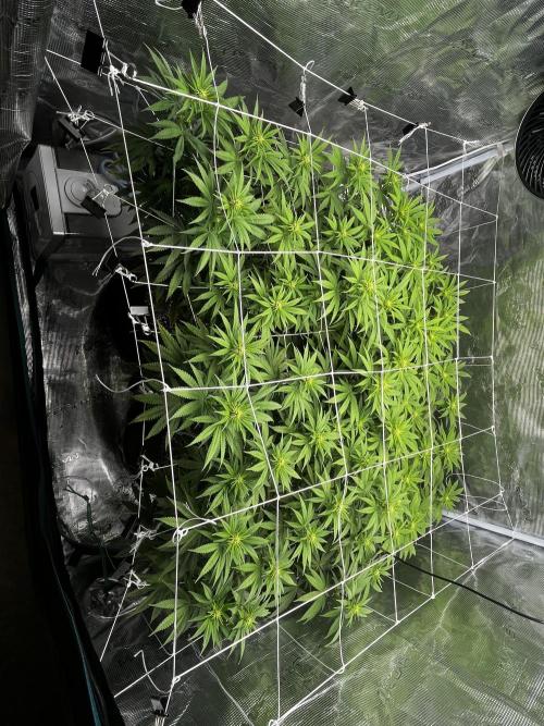 Planet of the Grapes First Grow. Week 12