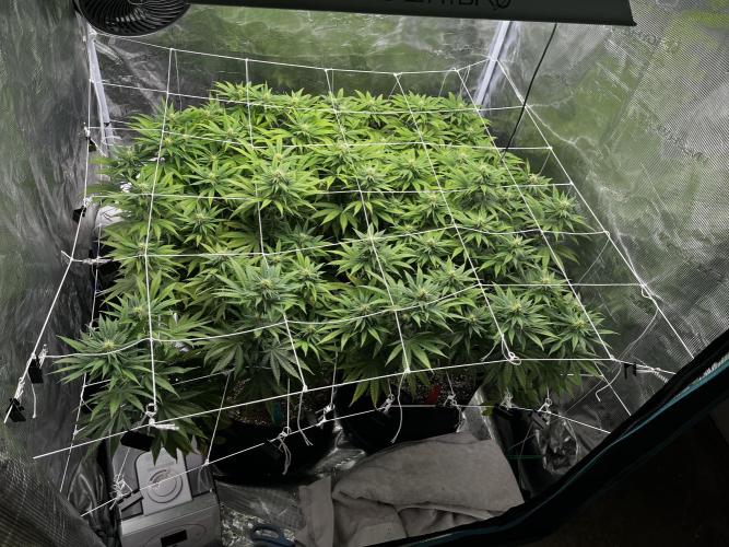 Planet of the Grapes First Grow. Week 13