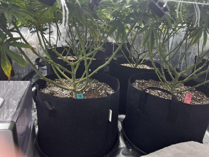 Planet of the Grapes First Grow. Week 13