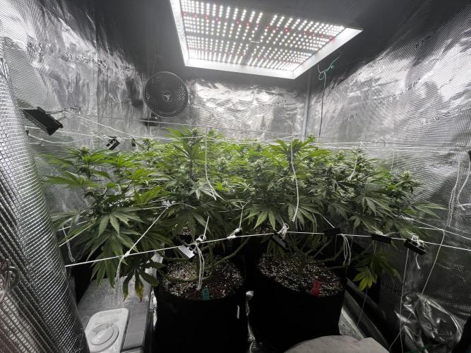 Planet of the Grapes First Grow. Week 13