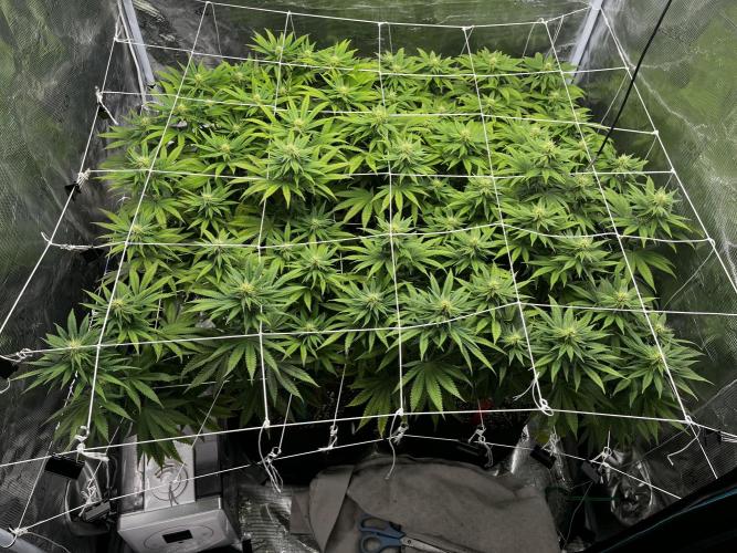Planet of the Grapes First Grow. Week 13