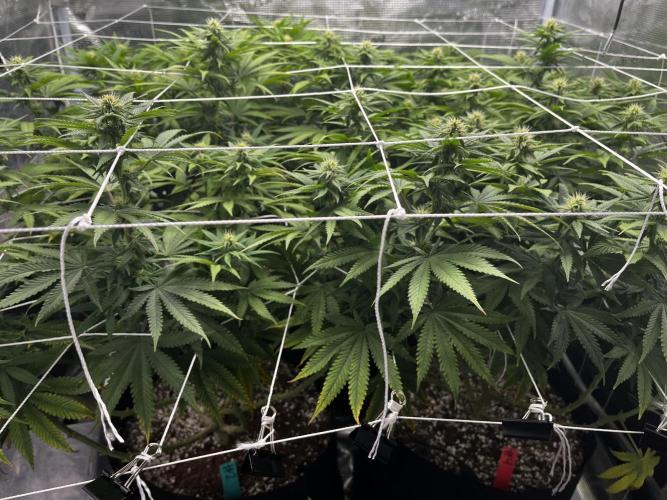 Planet of the Grapes First Grow. Week 13