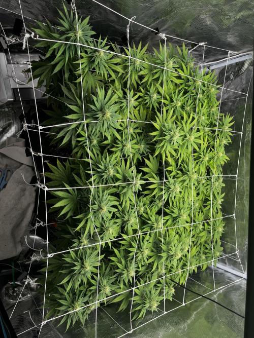 Planet of the Grapes First Grow. Week 13