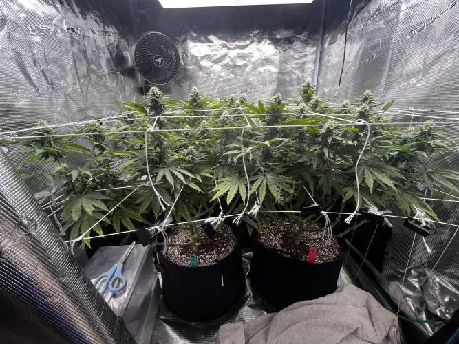 Planet of the Grapes First Grow. Week 14