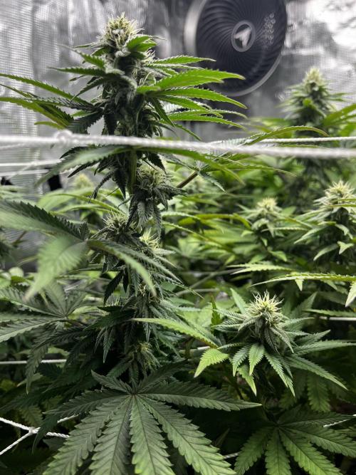 Planet of the Grapes First Grow. Week 14
