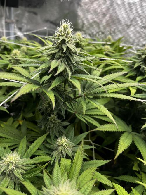 Planet of the Grapes First Grow. Week 14