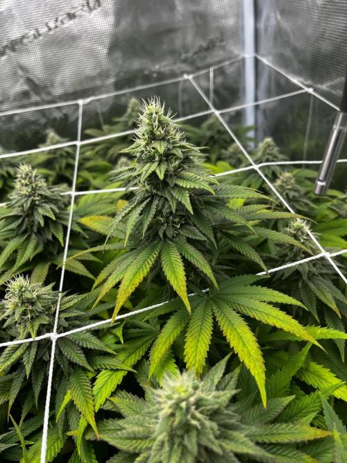 Planet of the Grapes First Grow. Week 15