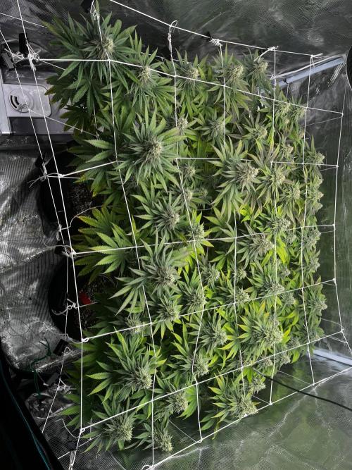 Planet of the Grapes First Grow. Week 15