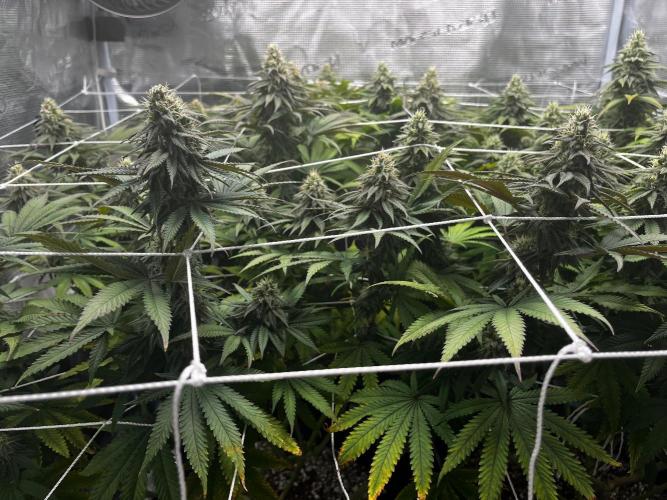 Planet of the Grapes First Grow. Week 15