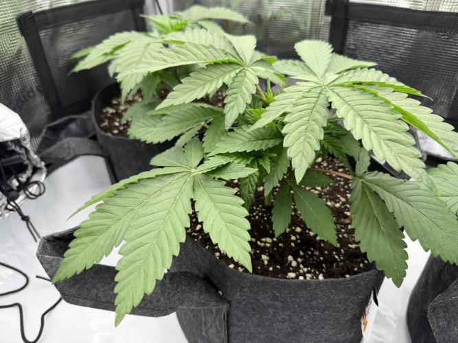 Larry OG - The Cali Connection + DoSiDos. Week 3