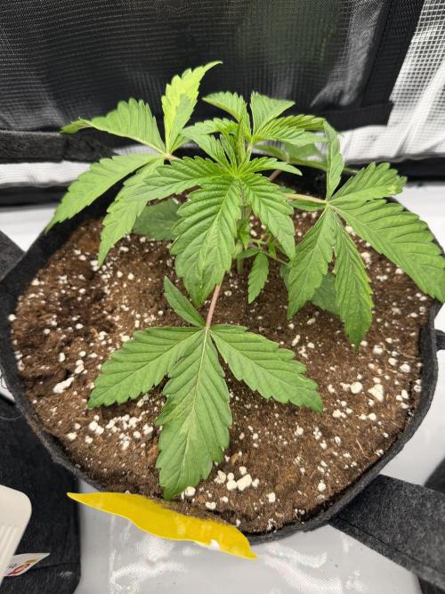 Larry OG - The Cali Connection + DoSiDos. Week 2