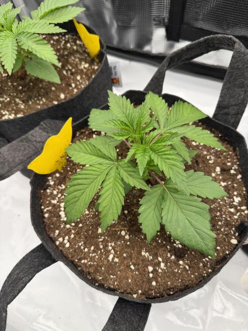 Larry OG - The Cali Connection + DoSiDos. Week 2 - Do Si Dos