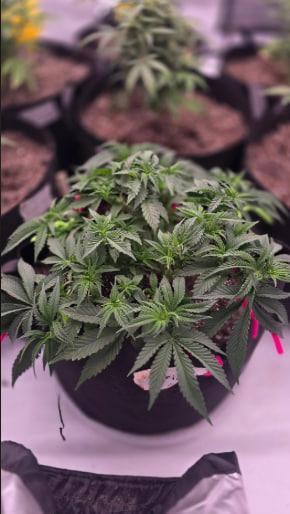 Beginner Auto Grow Journal. Week 1