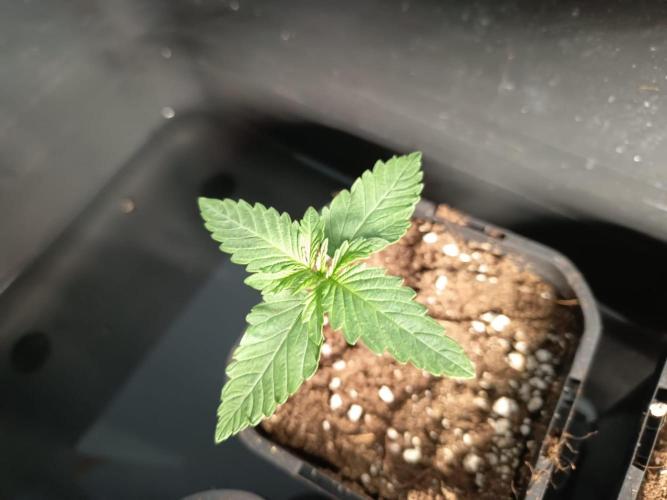 Kush'one. Week 1 - Wunderschöne Nahaufnahme: Das zweite Blattpaar entwickelt sich prächtig! 🌿