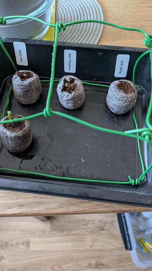 Fast Eddy Automatic CBD. Week 0