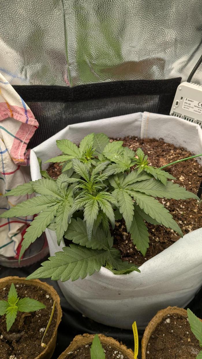 Fast Eddy Automatic CBD. Week 4