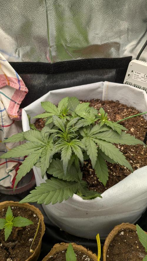 Fast Eddy Automatic CBD. Week 4