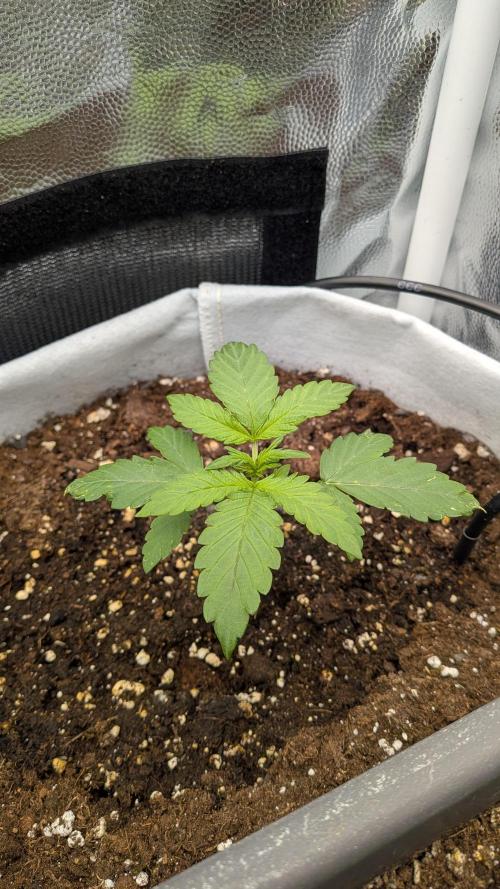 Fast Eddy Automatic CBD. Week 3