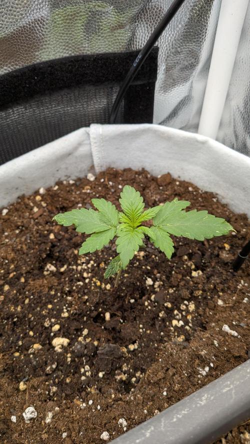 Fast Eddy Automatic CBD. Week 3