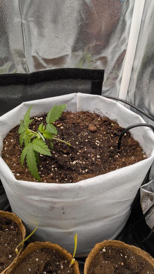 Fast Eddy Automatic CBD. Week 3