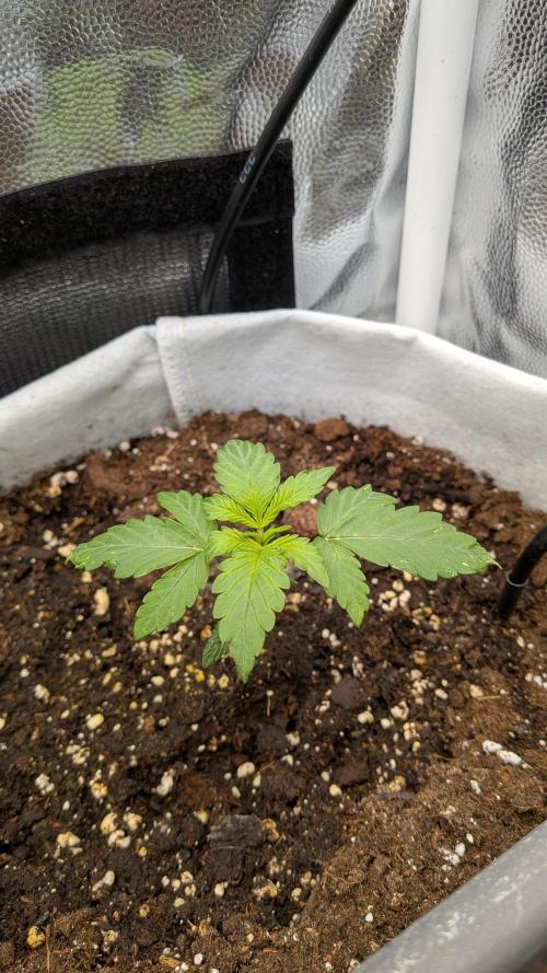 Fast Eddy Automatic CBD. Week 3