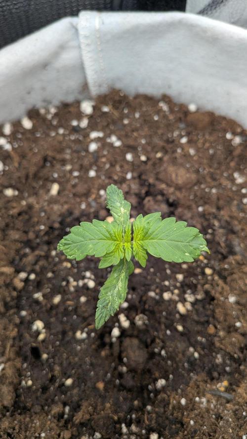 Fast Eddy Automatic CBD. Week 2