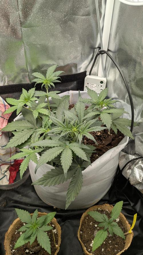 Fast Eddy Automatic CBD. Week 5