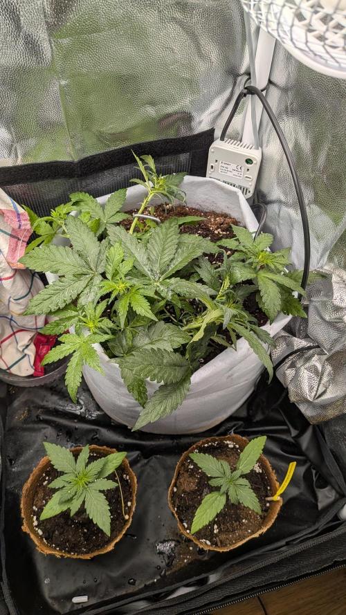 Fast Eddy Automatic CBD. Week 5