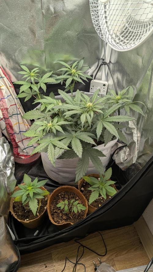 Fast Eddy Automatic CBD. Week 5