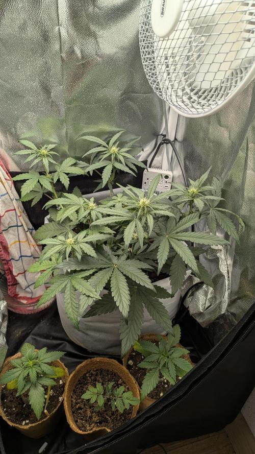 Fast Eddy Automatic CBD. Week 5