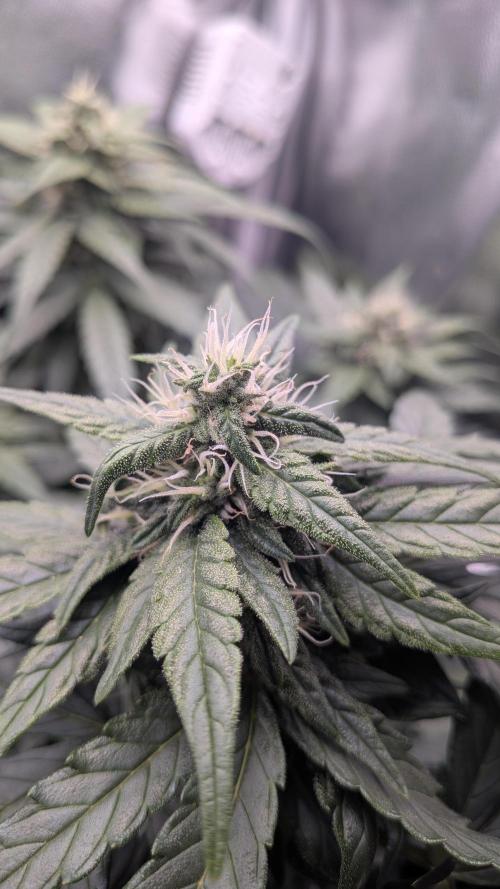 Fast Eddy Automatic CBD. Week 6
