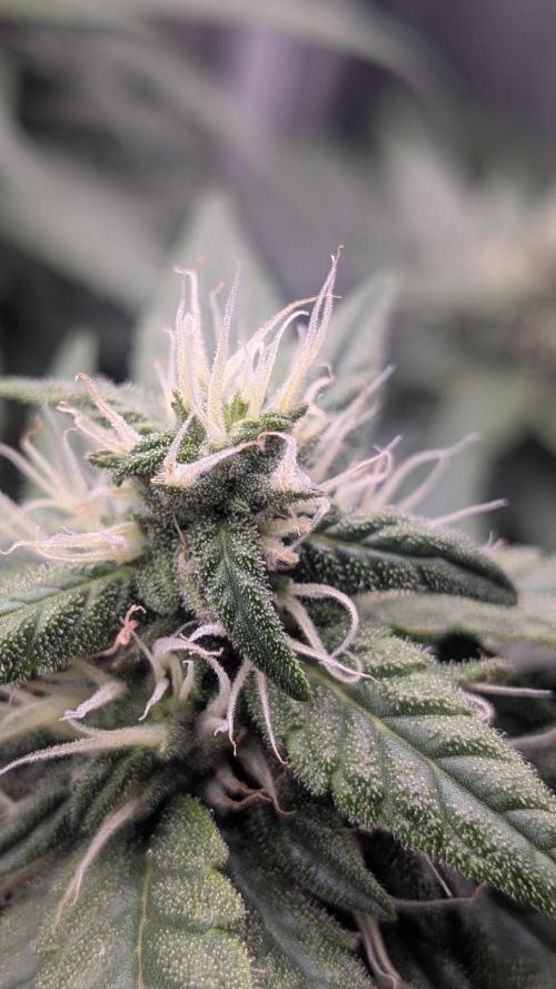 Fast Eddy Automatic CBD. Week 7