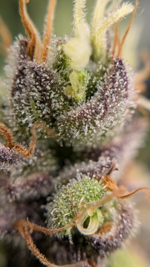 Fast Eddy Automatic CBD. Week 10