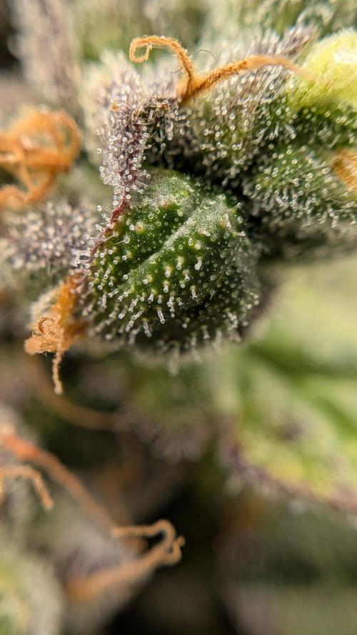 Fast Eddy Automatic CBD. Week 10