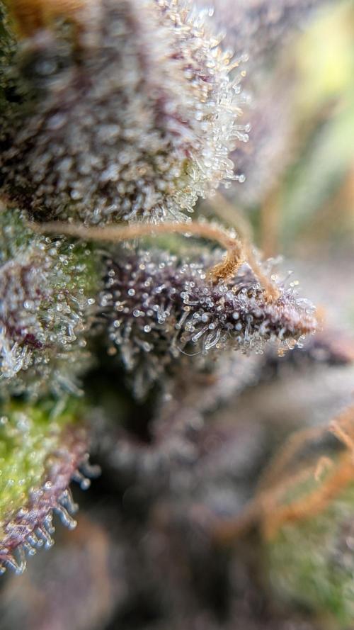 Fast Eddy Automatic CBD. Week 10