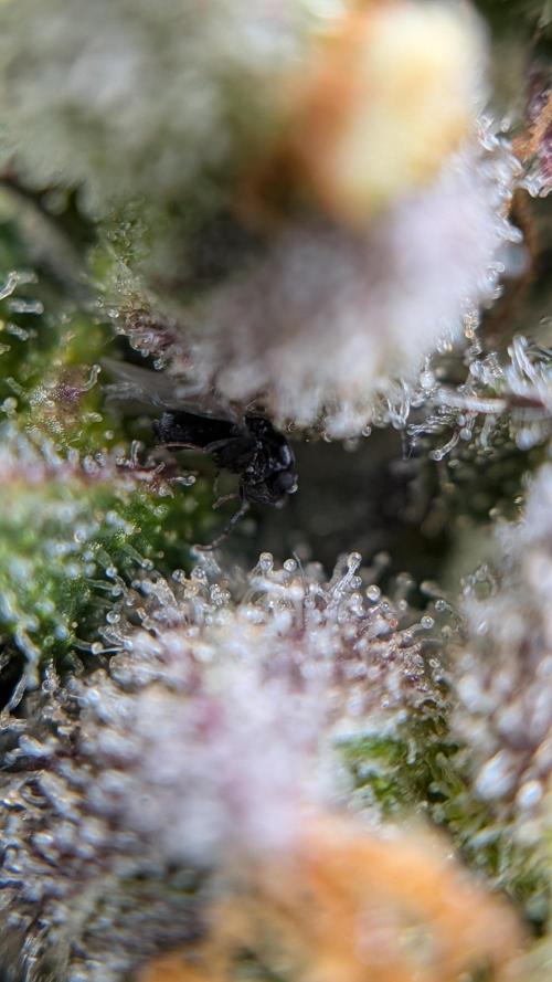 Fast Eddy Automatic CBD. Week 10