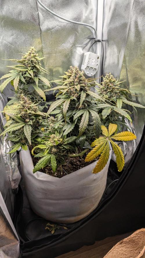 Fast Eddy Automatic CBD. Week 10