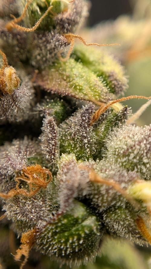 Fast Eddy Automatic CBD. Week 10