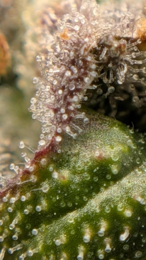 Fast Eddy Automatic CBD. Week 10
