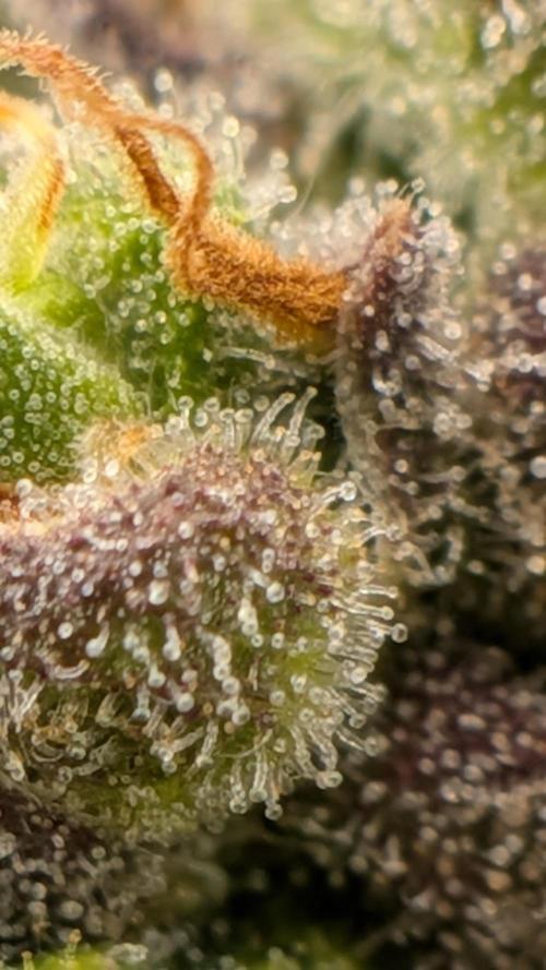 Fast Eddy Automatic CBD. Week 10
