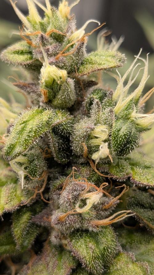 Fast Eddy Automatic CBD. Week 9