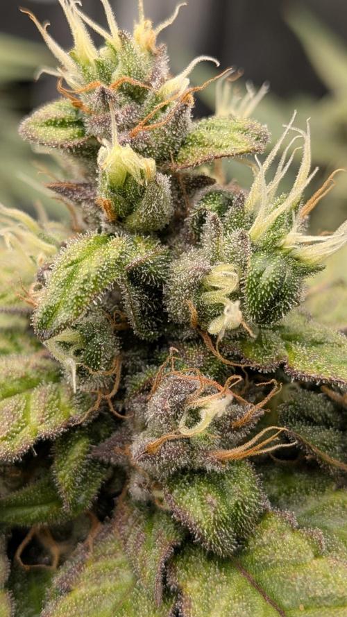 Fast Eddy Automatic CBD. Week 9