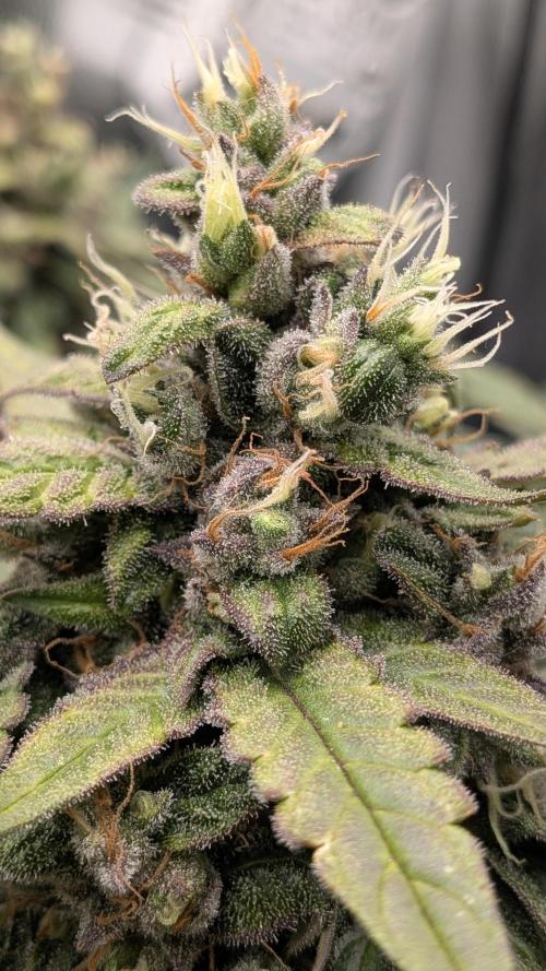 Fast Eddy Automatic CBD. Week 9