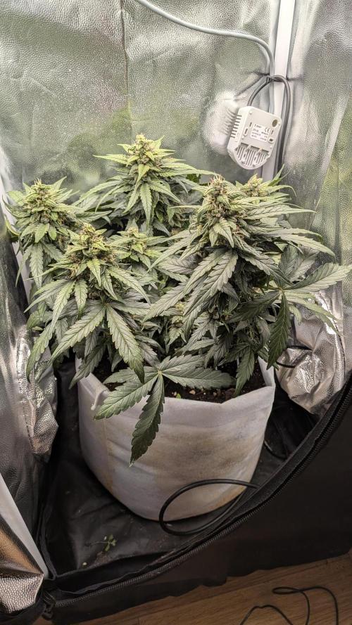 Fast Eddy Automatic CBD. Week 8