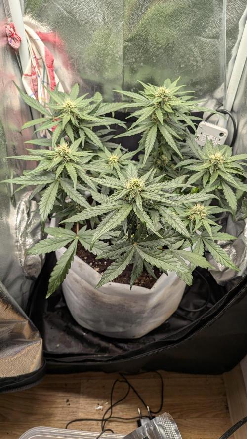 Fast Eddy Automatic CBD. Week 6