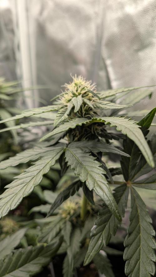 Fast Eddy Automatic CBD. Week 6