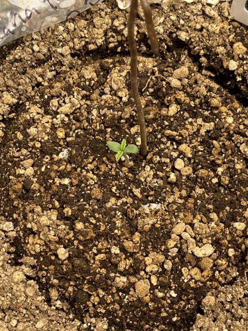 Banana Purple Punch RF3 auto #1. Week 0