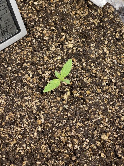 Banana Purple Punch RF3 auto #1. Week 0