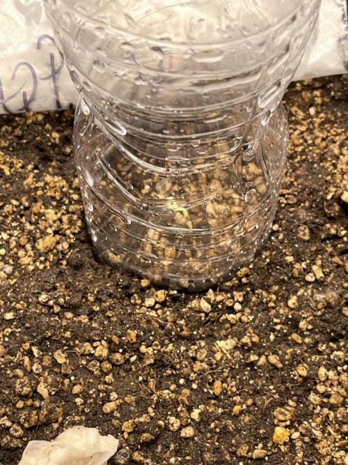 Apple Strudel Autoflower #2. Week 0
