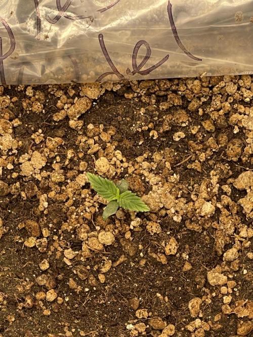 Apple Strudel Autoflower #2. Week 0